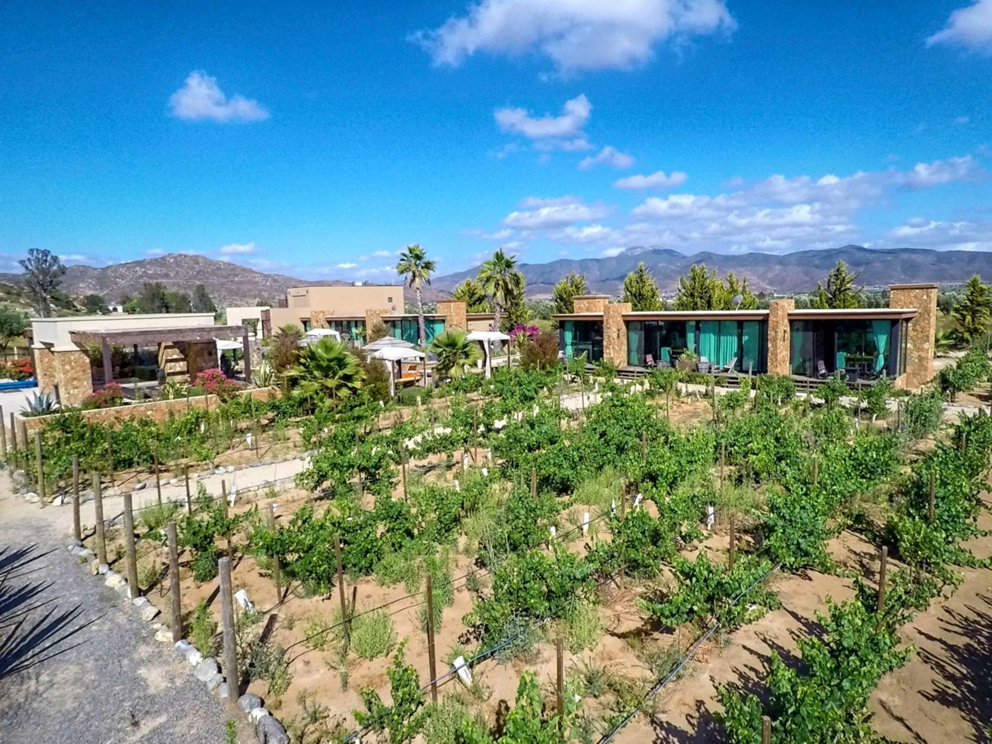 Hotel Boutique Valle De Guadalupe & Spa Camera foto